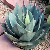 Havard's Century Plant
